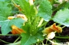 fiori_di_zucca1