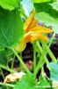 fiori_di_zucca3