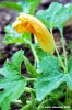 fiori_di_zucca4