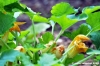 fiori_di_zucca8