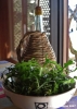 insalata_spontanea02