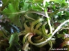 insalata_spontanea04