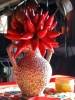 peperoncino04