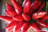 peperoncino05