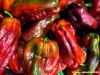 peperoni1