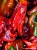 peperoni2