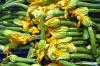zucchine_fiore2