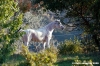 pelago_lapieve_scuderie005