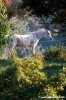 pelago_lapieve_scuderie008