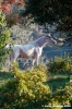 pelago_lapieve_scuderie009