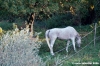 pelago_lapieve_scuderie010