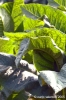 monterchi04