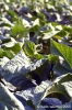 monterchi06