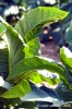monterchi07