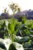 monterchi28