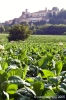 monterchi29