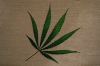 cannabis01
