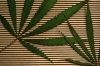 cannabis07