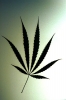 cannabis11