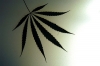 cannabis13