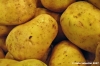 patata_gialla01