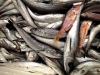 pesce1_990102