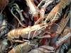 pesce3_990102