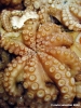 pesce4