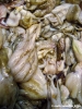 pesce5