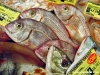 pesce6