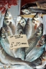 pesce639_23