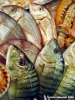 pesce8