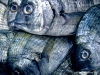 pesce_saraghi01