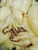 pesce_seppie01