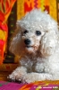 barboncino_bimba2