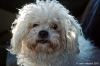 barboncino_bolognese_jose007