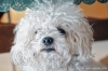 barboncino_bolognese_jose021