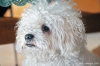 barboncino_bolognese_jose022