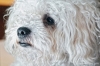 barboncino_bolognese_jose023