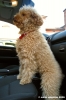 barboncino_toto1