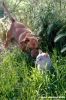 bassotto_gatto1