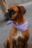 boxer2