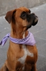 boxer3