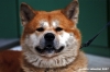 cane_akhita02