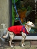 cane_bastardo2