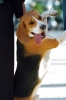 cane_beagle2