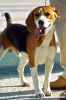 cane_beagle5