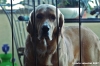 cane_benny02