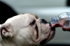 cane_bulldog1_030310