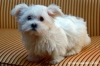 cane_maltese2